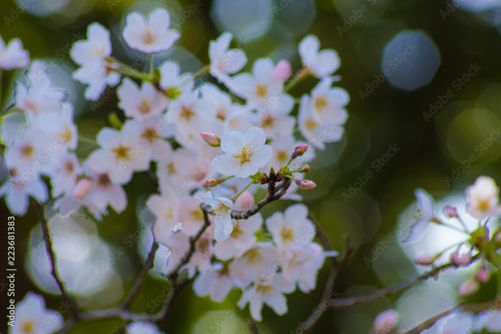 Obraz premium 春 新生活 桜 さくら 縁起 始まり イメージ