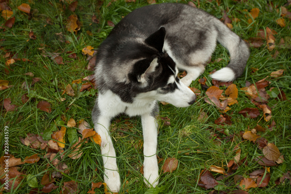 Dog husky lying on the grass outdoors, top view