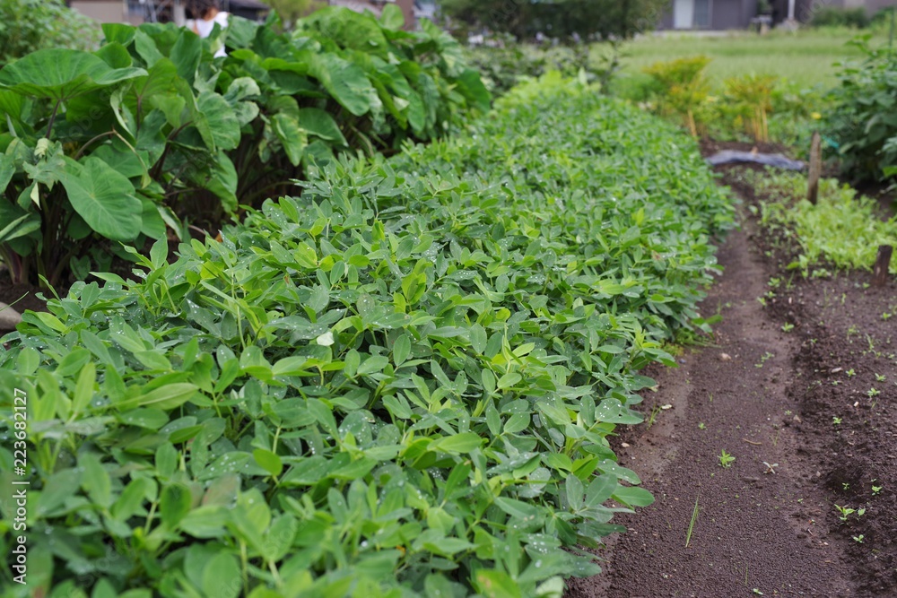 畑で育つ落花生の葉 畑で育つ落花生の葉