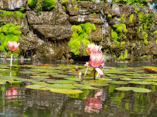 Water Lily Flowers In The Pond