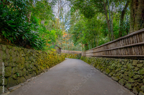 京都 散歩 観光 竹林