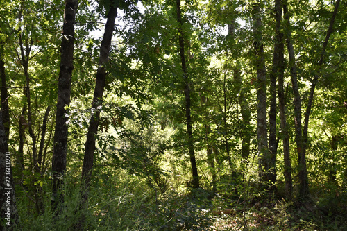 view of trees in the woods