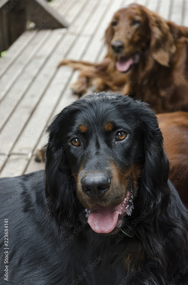 Hovawart dog portrait with an Irish setter in the background