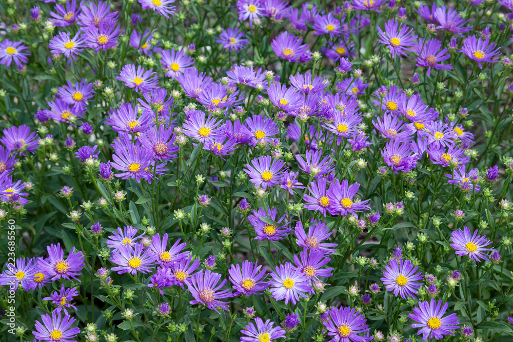 Lawn with a large number of blue flowers as a background Lawn with a large number of blue flowers as a background