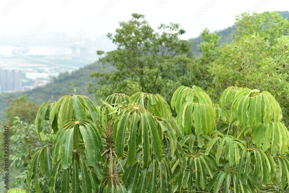 Queensland umbrella trees under strong sunlight Queensland umbrella trees under strong sunlight