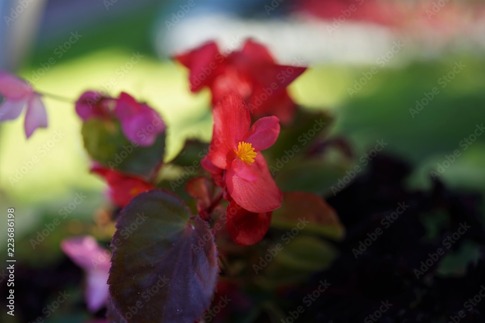 Ired flowers and bright yellow center details blooming on the top of the green stick.Make it attractive in the garde Ired flowers and bright yellow center details blooming on the top of the green stick.Make it attractive in the garde