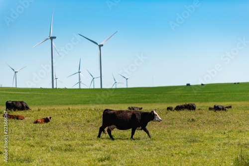 Cattle and windmills