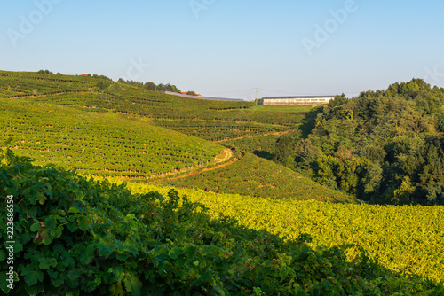 Txakoli white wine vineyards, Getaria, Basque Country, Spain