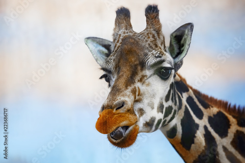 Fototapeta Naklejka Na Ścianę i Meble -  Portrait of a giraffe, giraffe head large.