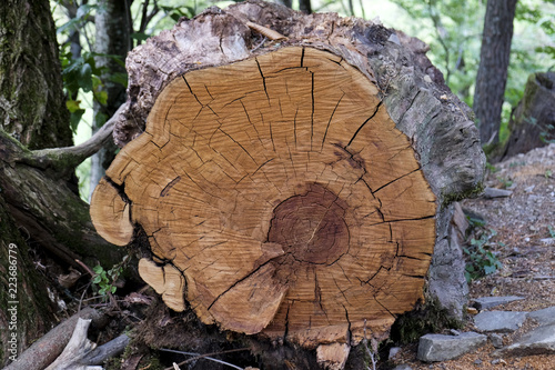 Sectioned tree trunk