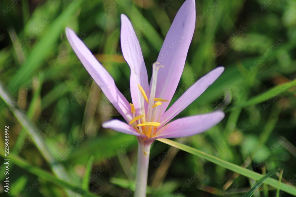 Krokus Krokus