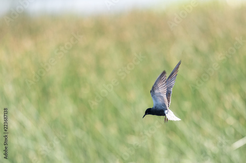 Black Tern (Chlidonias niger) © BGSmith