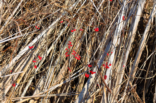 Red berries of wolfberry. Ripe berries on the twig near dry cattails on clear autumn day. Closeup. Lycium barbarum or Lycium chinense. photo