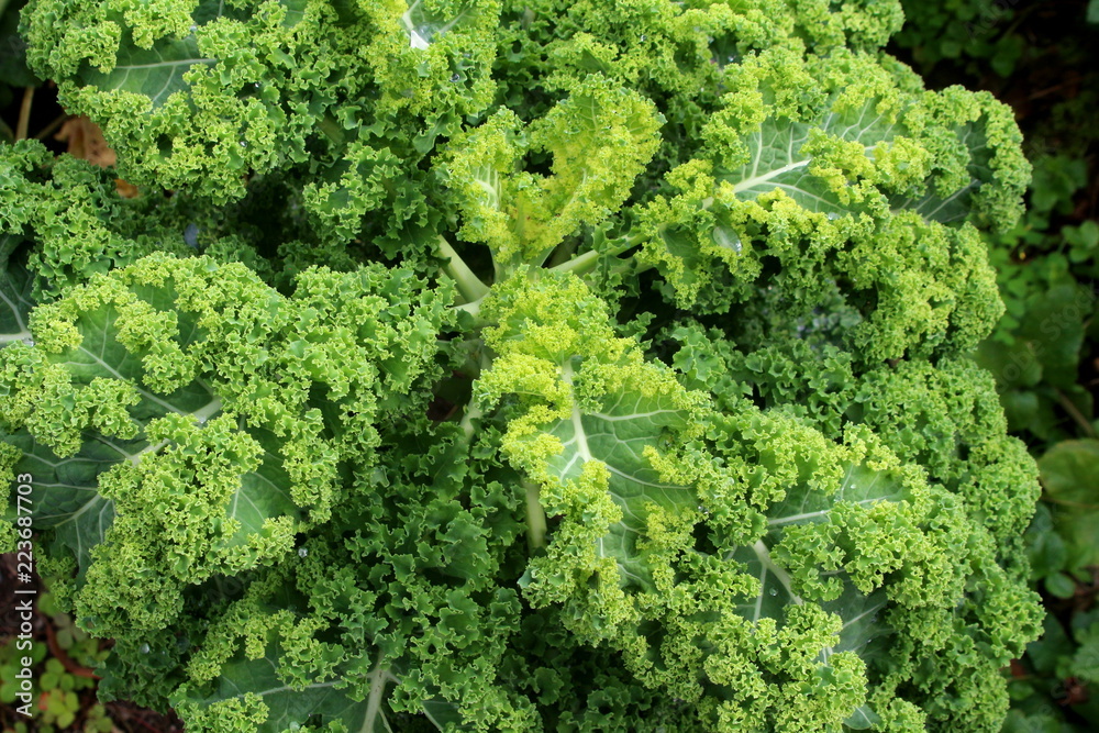 Vegetable curly kale growing in garden