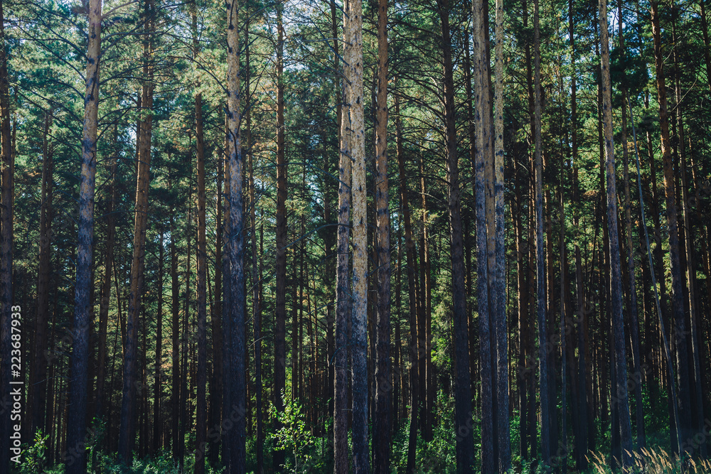 High pines in sunlight close up. Background of pine forest boundary. Texture of pinery. Coniferous trees. Atmospheric green landscape. High pines in sunlight close up. Background of pine forest boundary. Texture of pinery. Coniferous trees. Atmospheric green landscape.