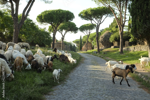 Many sheeps crossing the ancient Appianian way in Rome.