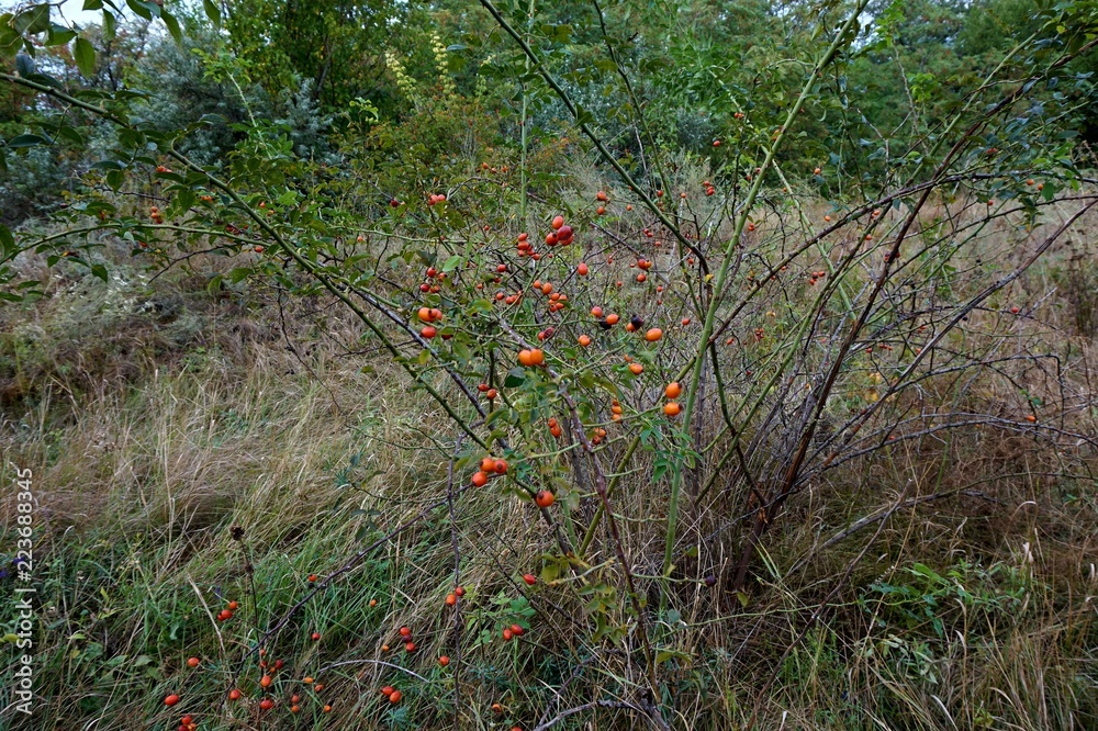 Fototapeta premium A growing wild plant: red wild rose berries.