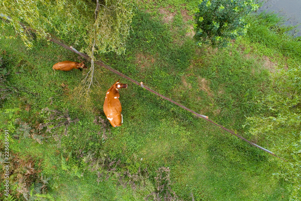 Obraz premium Top view of the cow and calf.