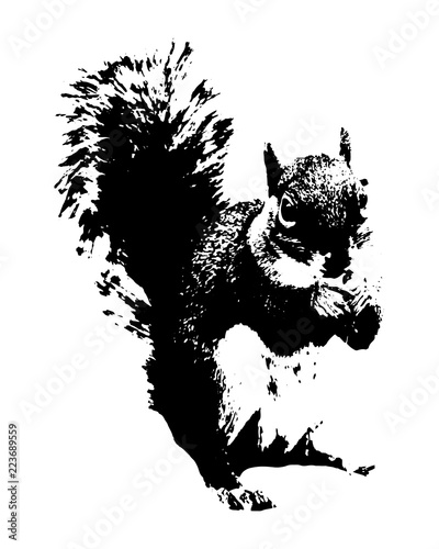 Squirrel illustration vector 
