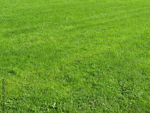 Green lawn in a sunny day. Green field texture background