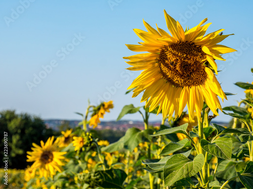 Fototapeta Naklejka Na Ścianę i Meble -  Sonnenblumenfeld 