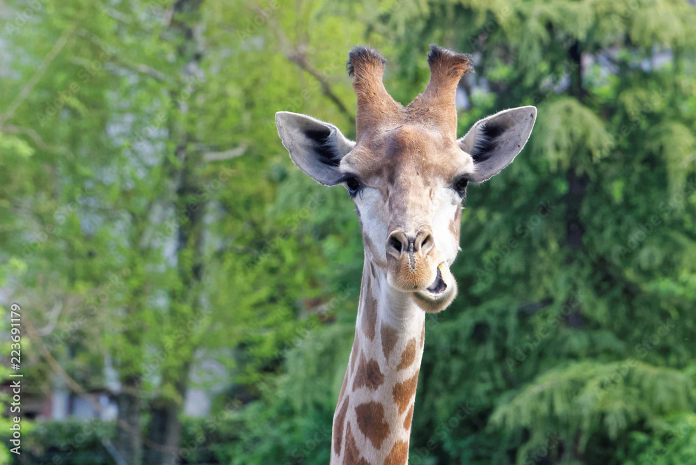 Giraffe (Giraffa camelopardalis) Giraffe (Giraffa camelopardalis)
