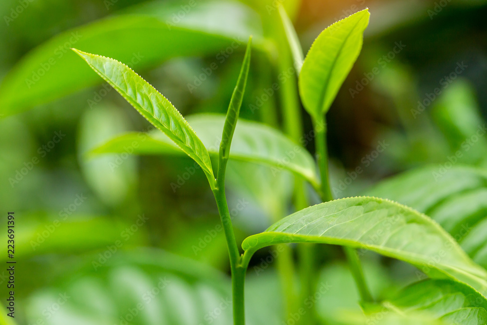 closeup fresh green tea leaves. closeup fresh green tea leaves.