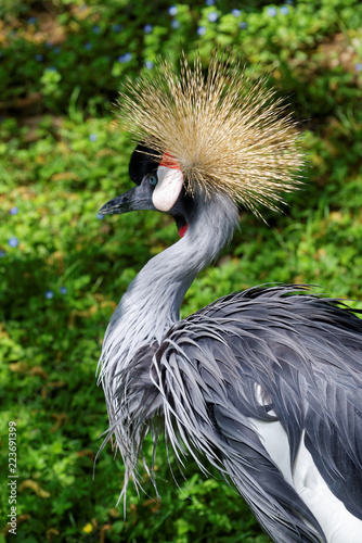 Grey crowned crane