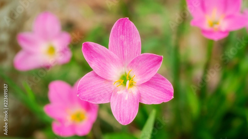Pink Zephyranthes Lily flower in a garden.
