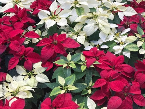 Beautiful red and white Poinsettia christmas flower