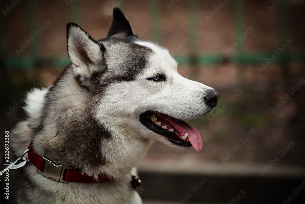 portrait of a beautiful husky dog