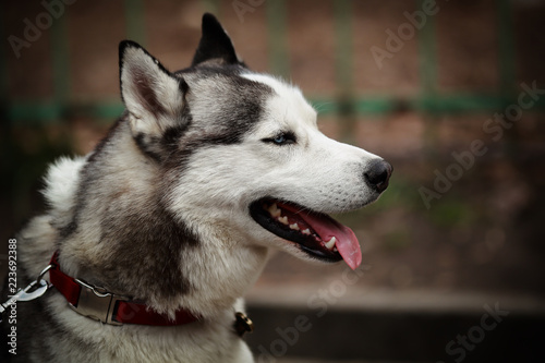 portrait of a beautiful husky dog