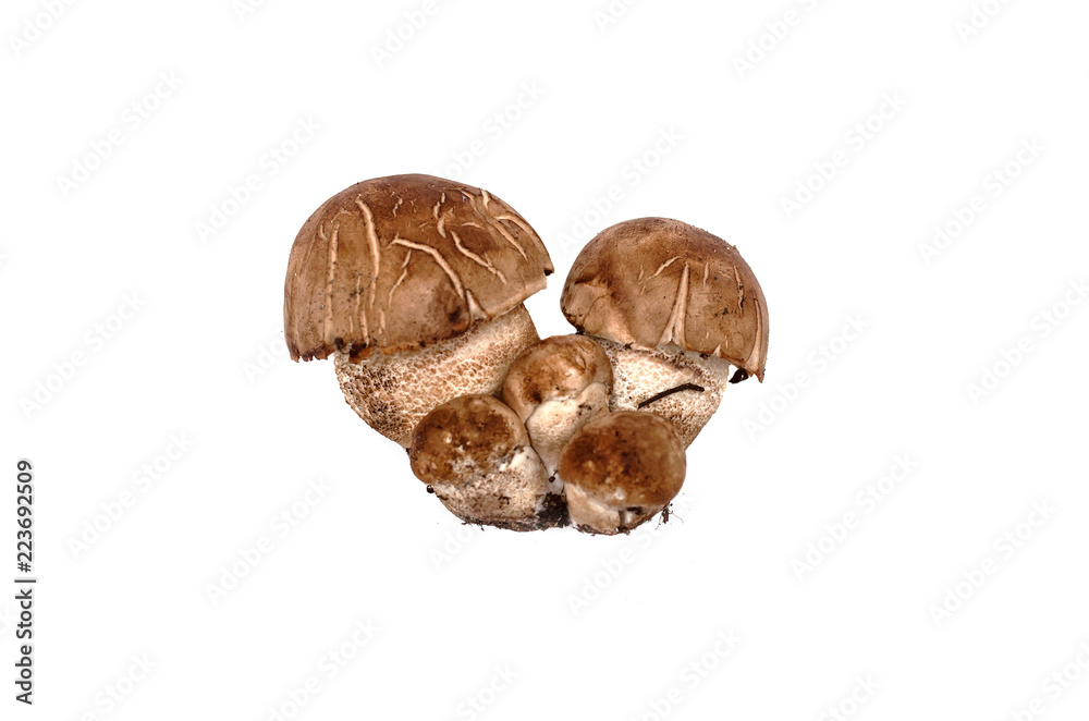 Brown cap boletus leccinum scabrum isolated on white background. Brown cap boletus leccinum scabrum isolated on white background.