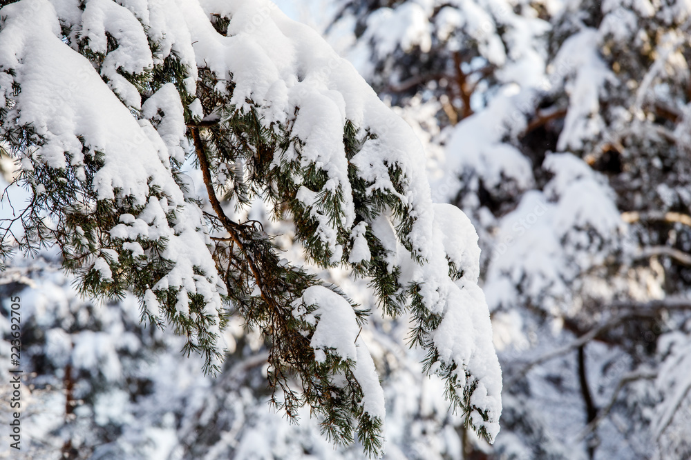 Picture of winter trees with snow and blue sky Picture of winter trees with snow and blue sky