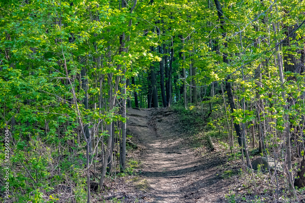 Looking at a pathway leading into a forest up a hill in spring.