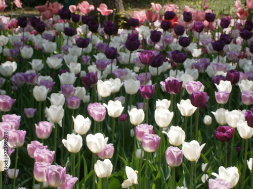  tulips in the garden