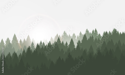 Forest background, coniferous trees. Vector illustration. Landscape with sunrise