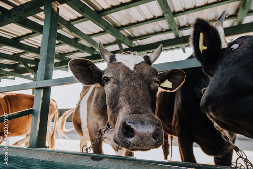 portrait of domestic beautiful cow standing in stall at farm