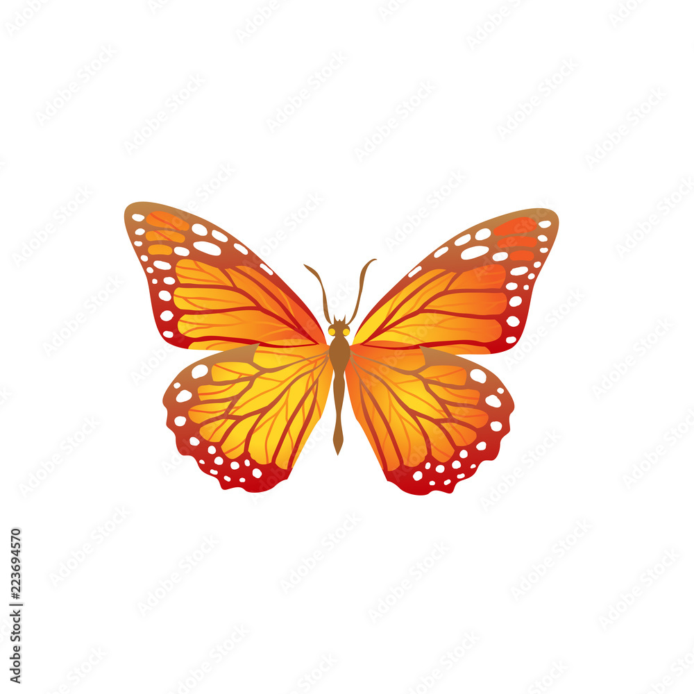 Bright orange butterfly