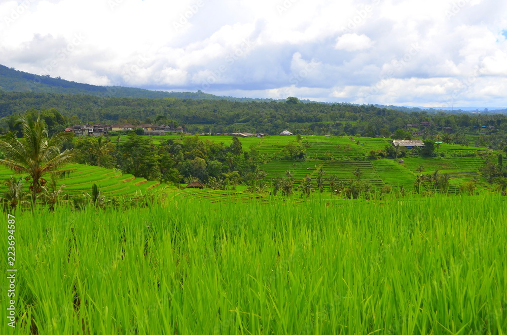 rice field bali indonesia