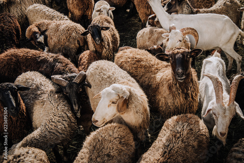 Fotografi selective focus of herd of sheep and goats grazing in corral at farm