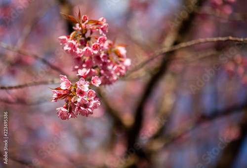 Cherry Blossom and Sakura
