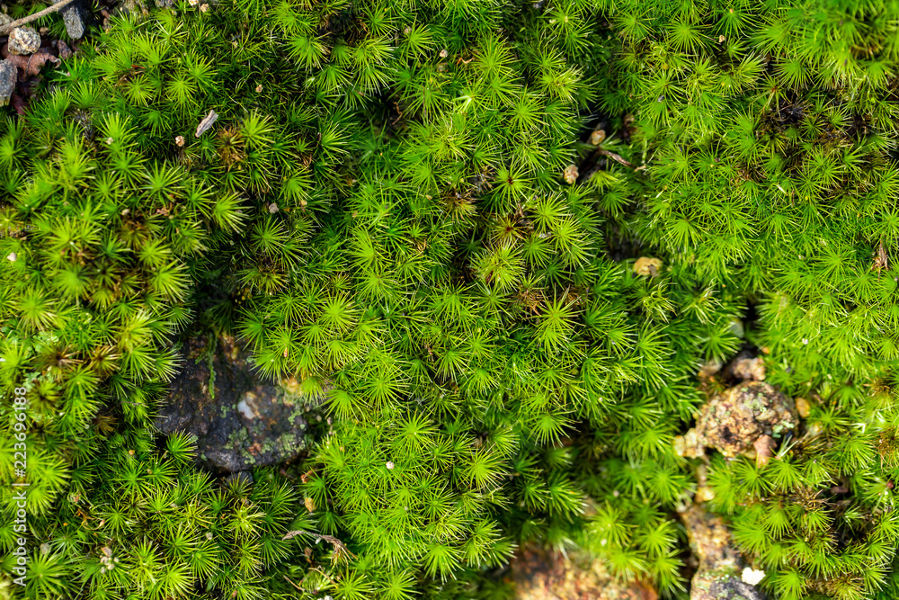 Old gray stone wall with green moss texture background Old gray stone wall with green moss texture background