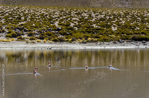 Flamingos at Vado Putana, Atacama Desert, Chile photo