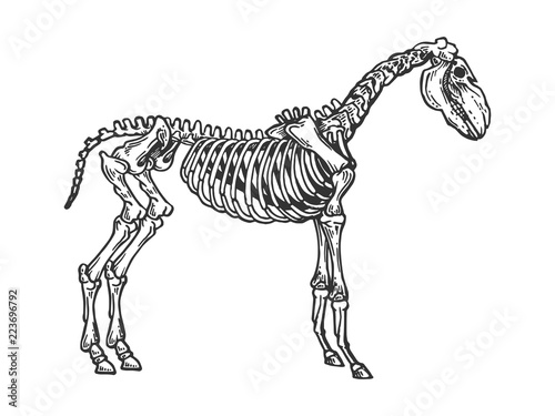 Horse animal skeleton engraving vector illustration. Scratch board style imitation. Black and white hand drawn image.