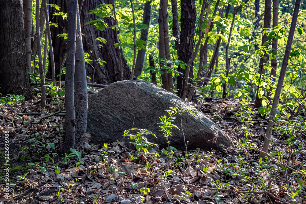 A large rock sitting in some leaves in a forest in spring.