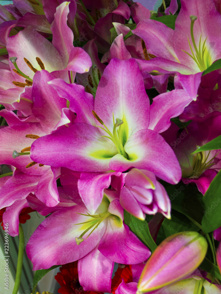 floral background of lilies