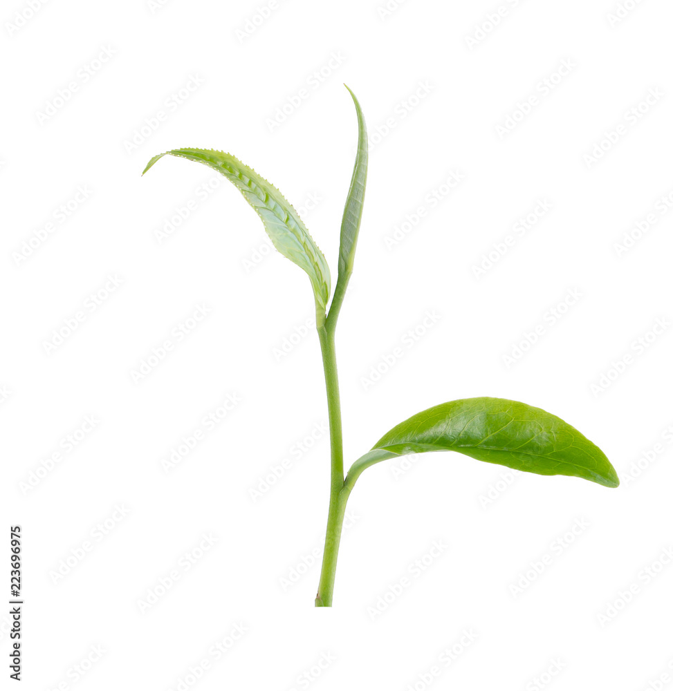 Green tea leaf isolated on white background Green tea leaf isolated on white background