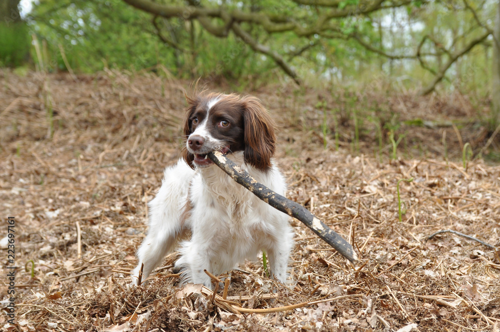 Spocker Spaniel puppy standing in woodland holding a large piece of wood in mouth.