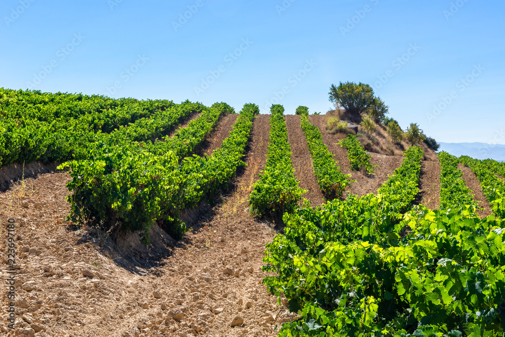 Vineyard at Rioja Alavesa, Basque Country, Spain